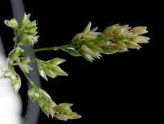 Echinochloa crus-galli
