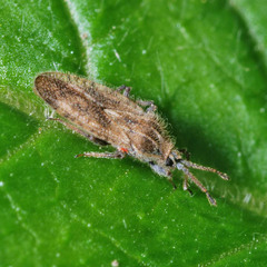 Tingis pilosa