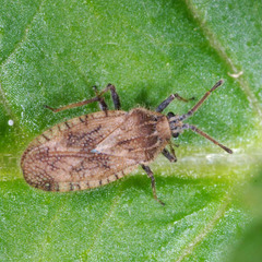 Tingis pilosa