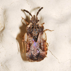Aradus depressus