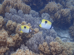 Chaetodon unimaculatus