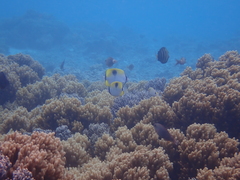 Chaetodon unimaculatus