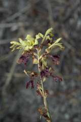 Tritoniopsis parviflora