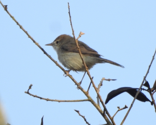 Sykes's Warbler (Iduna rama), photo 6