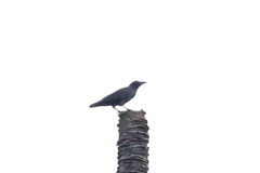 Corvus enca celebensis