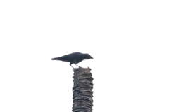 Corvus enca celebensis