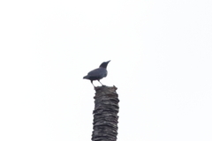 Corvus enca celebensis