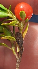 Coprosma perpusilla perpusilla