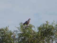 Patagioenas maculosa