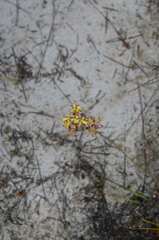 Tritoniopsis parviflora