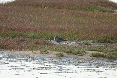 Pluvialis squatarola