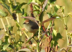 Prinia inornata