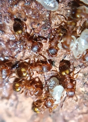 Temnothorax nylanderi