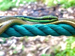 Dendrelaphis bifrenalis