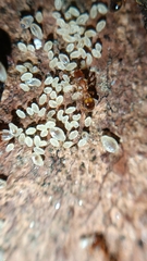 Temnothorax nylanderi