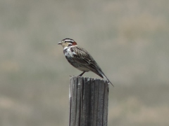 Calcarius ornatus