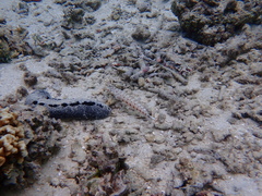 Parapercis clathrata