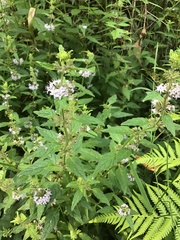 Mentha laxiflora