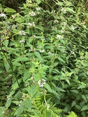 Mentha laxiflora