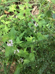 Mentha laxiflora