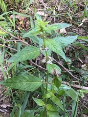 Mentha laxiflora