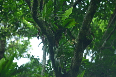 Trichoglottis luchuensis