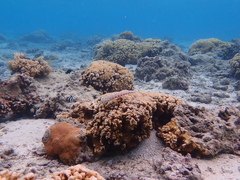 Parapercis clathrata