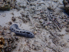 Parapercis clathrata