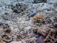 Parapercis clathrata