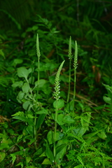 Goodyera procera