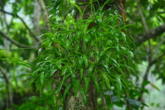 Liparis condylobulbon