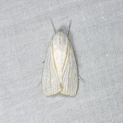 Cryptophasa flavolineata