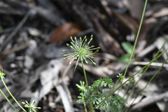 Chaerophyllum eriopodum