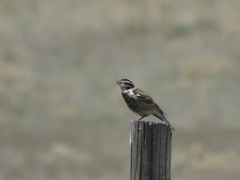 Calcarius ornatus