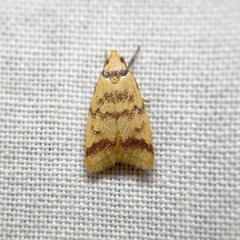 Heteroteucha anthodora