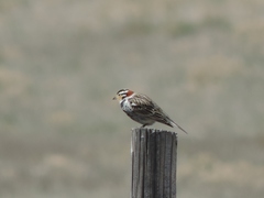 Calcarius ornatus