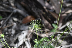 Chaerophyllum eriopodum
