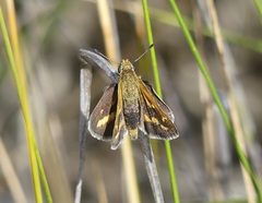 Taractrocera papyria