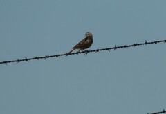 Calcarius ornatus
