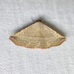 Eublemma silicula