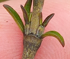 Coprosma cheesemanii