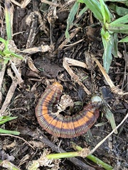 Pseudoclanis postica