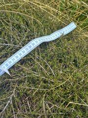 Coprosma cheesemanii