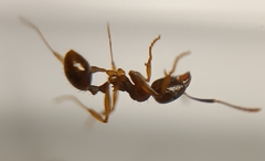 Aphaenogaster subterranea