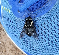 Triclista guttata