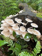 Favolaschia