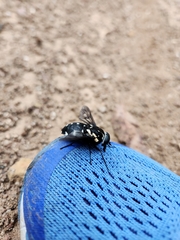 Triclista guttata