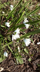 Puschkinia scilloides