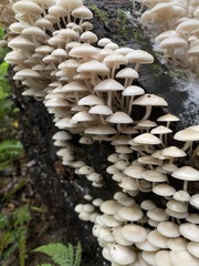 Favolaschia