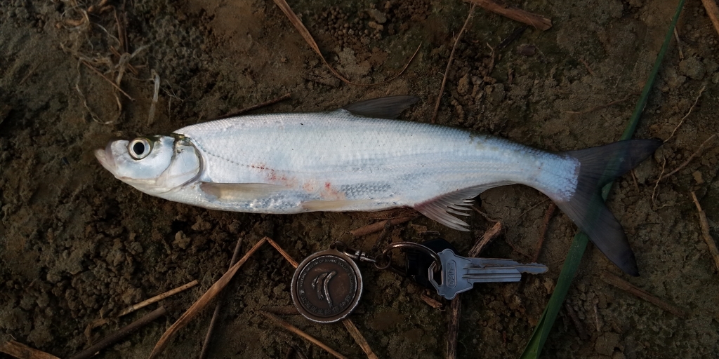 Topmouth Culter